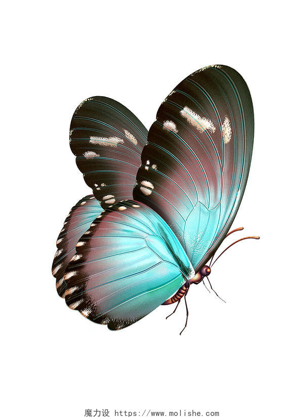 手绘创意彩色蝴蝶矢量素材二十四节气立夏元素